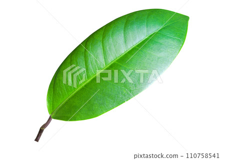 Fresh green leaf cutout Fresh green leaf cutout 110758541