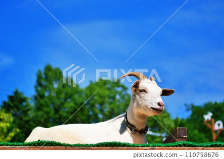 Asahiyama Zoo Children's Farm Goat Asahiyama Zoo Children's Farm Goat 110758676