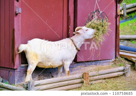 Asahiyama Zoo Children's Farm Goat 110758685