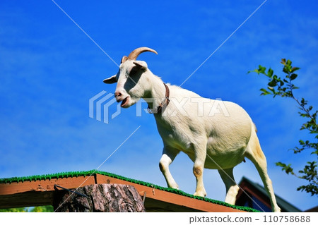 Asahiyama Zoo Children's Farm Goat 110758688