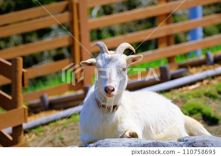 旭山動物園兒童農場山羊 110758693