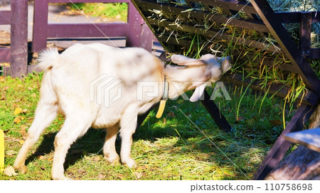 旭山動物園兒童農場山羊 旭山動物園兒童農場山羊 110758698