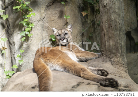 悠閒的 Kuga (Puma) 神戶動物王國 兵庫縣神戶市 悠閒的 Kuga (Puma) 神戶動物王國 兵庫縣神戶市 110758781
