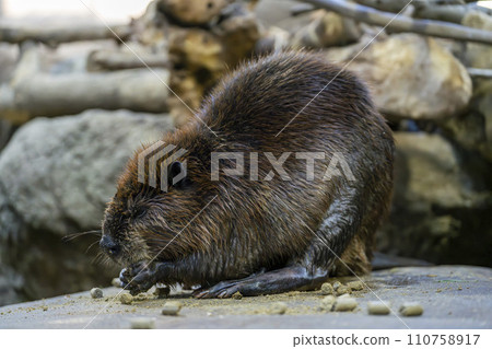 正在吃神戶的美國海狸 動物王國 兵庫縣神戶市 110758917