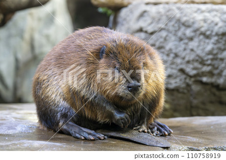 American beaver eating Kobe Animal Kingdom Kobe City, Hyogo Prefecture 110758919