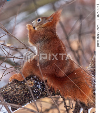 Red squirrel on the tree in sunny winter day. Red squirrel on the tree in sunny winter day. 110759051