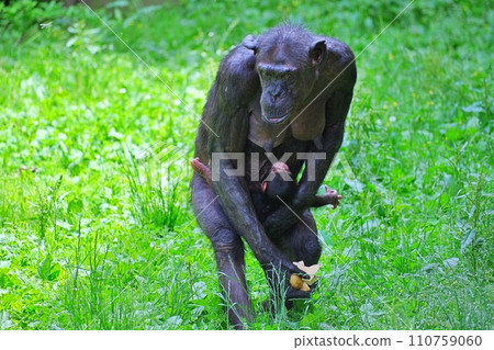 Chimpanzee parent and child (Asahiyama Zoo Chimpanzee Hall) 110759060