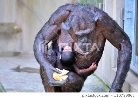 Chimpanzee parent and child (Asahiyama Zoo Chimpanzee Hall) 110759065