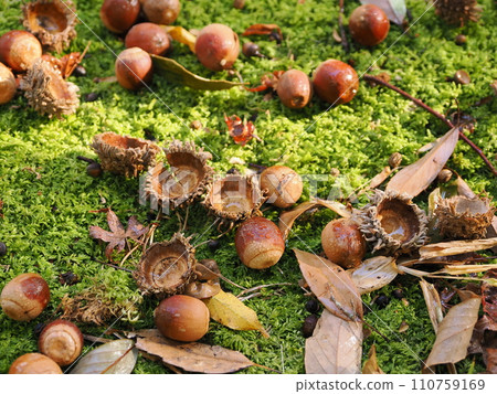橡子落在苔蘚上 110759169