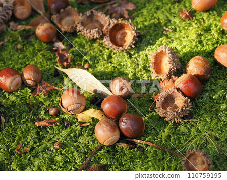 Acorn fell on moss Acorn fell on moss 110759195