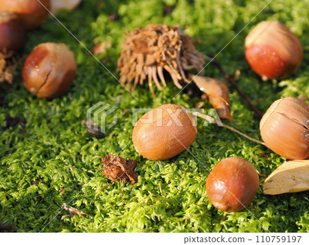橡子落在苔蘚上 橡子落在苔蘚上 110759197