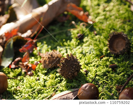 橡子落在苔蘚上 110759202