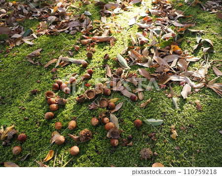 橡子落在苔蘚上 110759218