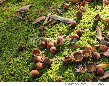 橡子落在苔蘚上 110759222