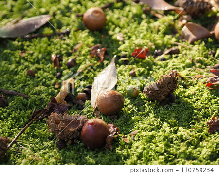 橡子落在苔蘚上 110759234