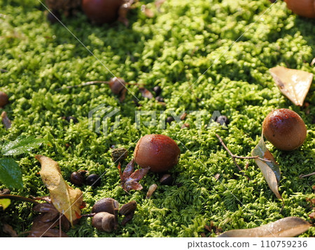 橡子落在苔蘚上 110759236