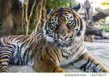 Sumatran tiger posing Kobe Animal Kingdom Kobe City, Hyogo Prefecture 110759277