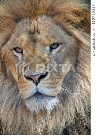 lion 110759317