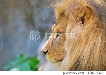 lion 110759320