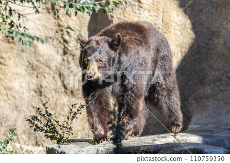 Walking American black bear Kobe Animal Kingdom Kobe City, Hyogo Prefecture 110759350