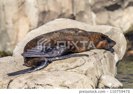 Southern American fur seal sunbathing Kobe Animal Kingdom Kobe City, Hyogo Prefecture 110759478