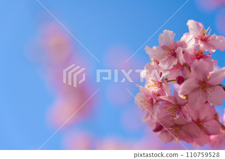 【京都府】三月京都觀光,看河津櫻花盛開 【京都府】三月京都觀光,看河津櫻花盛開 110759528