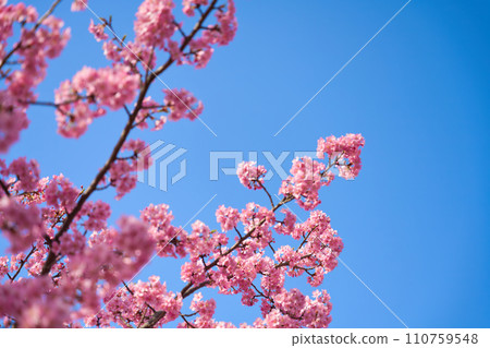 [Kyoto Prefecture] Sightseeing in Kyoto to see Kawazu cherry blossoms in full bloom in March 110759548