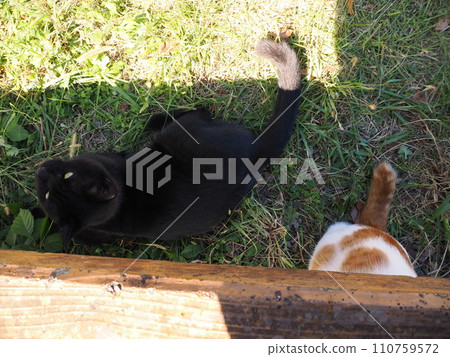 貓咪在樹蔭下玩耍 貓咪在樹蔭下玩耍 110759572