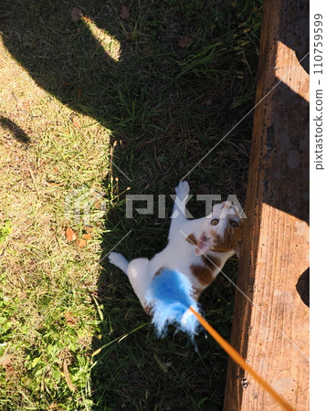 貓咪在樹蔭下玩耍 貓咪在樹蔭下玩耍 110759599