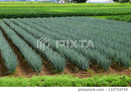 山形縣莊內蔥田 110759740