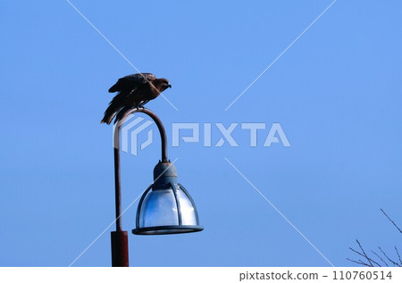 一隻鳥 110760514