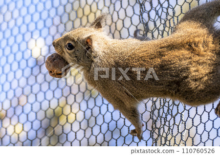 Cheerful Japanese Squirrel Kobe Animal Kingdom Kobe City, Hyogo Prefecture 110760526