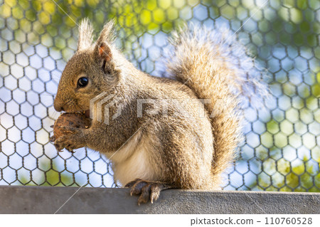 Cheerful Japanese Squirrel Kobe Animal Kingdom Kobe City, Hyogo Prefecture 110760528