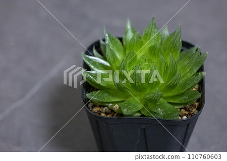 Potted succulent plant Haworthia cherry blossom crystal emerald LED 110760603