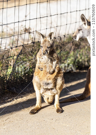 Red kangaroo basking in the sun, Kobe Animal Kingdom, Kobe City, Hyogo Prefecture 110760609
