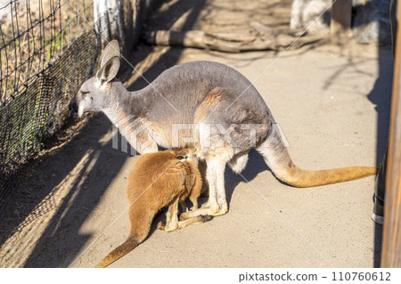 Red kangaroo breastfeeding Kobe Animal Kingdom Kobe City, Hyogo Prefecture 110760612