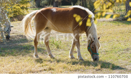 Beautiful horses peacefully eating grass in a field in Calabria Beautiful horses peacefully eating grass in a field in Calabria 110760708