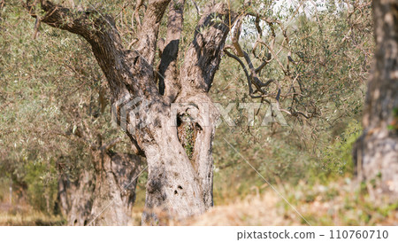 Secular trunk of olive food fruit in Calabria land 110760710