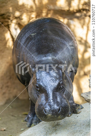 A quiet pygmy hippopotamus Kobe Animal Kingdom Kobe City, Hyogo Prefecture A quiet pygmy hippopotamus Kobe Animal Kingdom Kobe City, Hyogo Prefecture 110760717