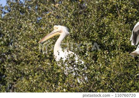 White pelican peeking out from the shrubbery Kobe Animal Kingdom Kobe City, Hyogo Prefecture 110760720