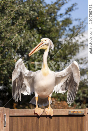 White pelican spreading its wings Kobe Animal Kingdom Kobe City, Hyogo Prefecture White pelican spreading its wings Kobe Animal Kingdom Kobe City, Hyogo Prefecture 110760721