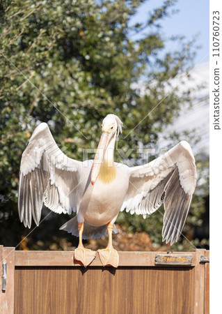 White pelican spreading its wings Kobe Animal Kingdom Kobe City, Hyogo Prefecture 110760723