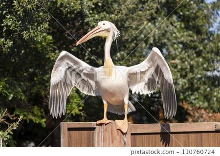 白鵜鶘展開翅膀 神戶動物王國 兵庫縣神戶市 白鵜鶘展開翅膀 神戶動物王國 兵庫縣神戶市 110760724