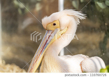 Face of a white pelican, Kobe Animal Kingdom, Kobe City, Hyogo Prefecture Face of a white pelican, Kobe Animal Kingdom, Kobe City, Hyogo Prefecture 110760726