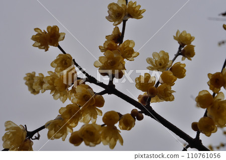 Just like a studio shot, low-bye Just like a studio shot, low-bye 110761056