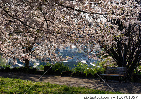 Cherry blossoms in Kohoku New Town and Nakagawa Hachimanyama Park Cherry blossoms in Kohoku New Town and Nakagawa Hachimanyama Park 110761357