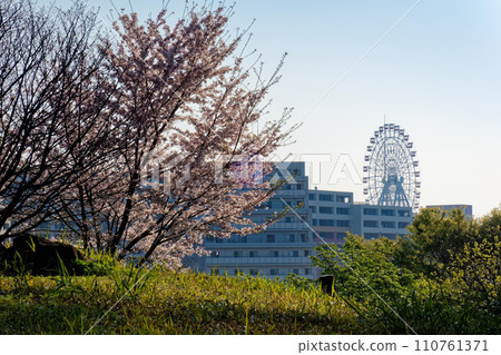 Cherry blossoms in Kohoku New Town and Nakagawa Hachimanyama Park Cherry blossoms in Kohoku New Town and Nakagawa Hachimanyama Park 110761371