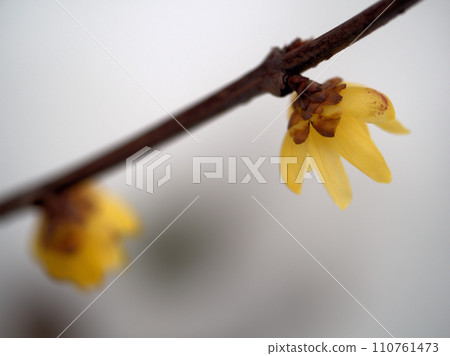 黃色臘梅花開在二月 110761473