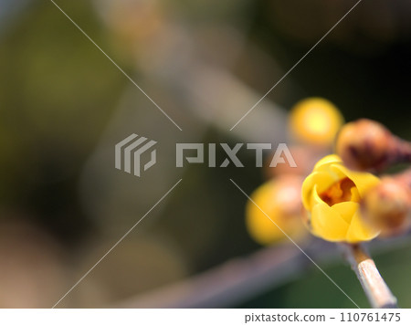 黃色臘梅花開在二月 110761475