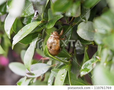 Cicada shells left on leaves 110761769